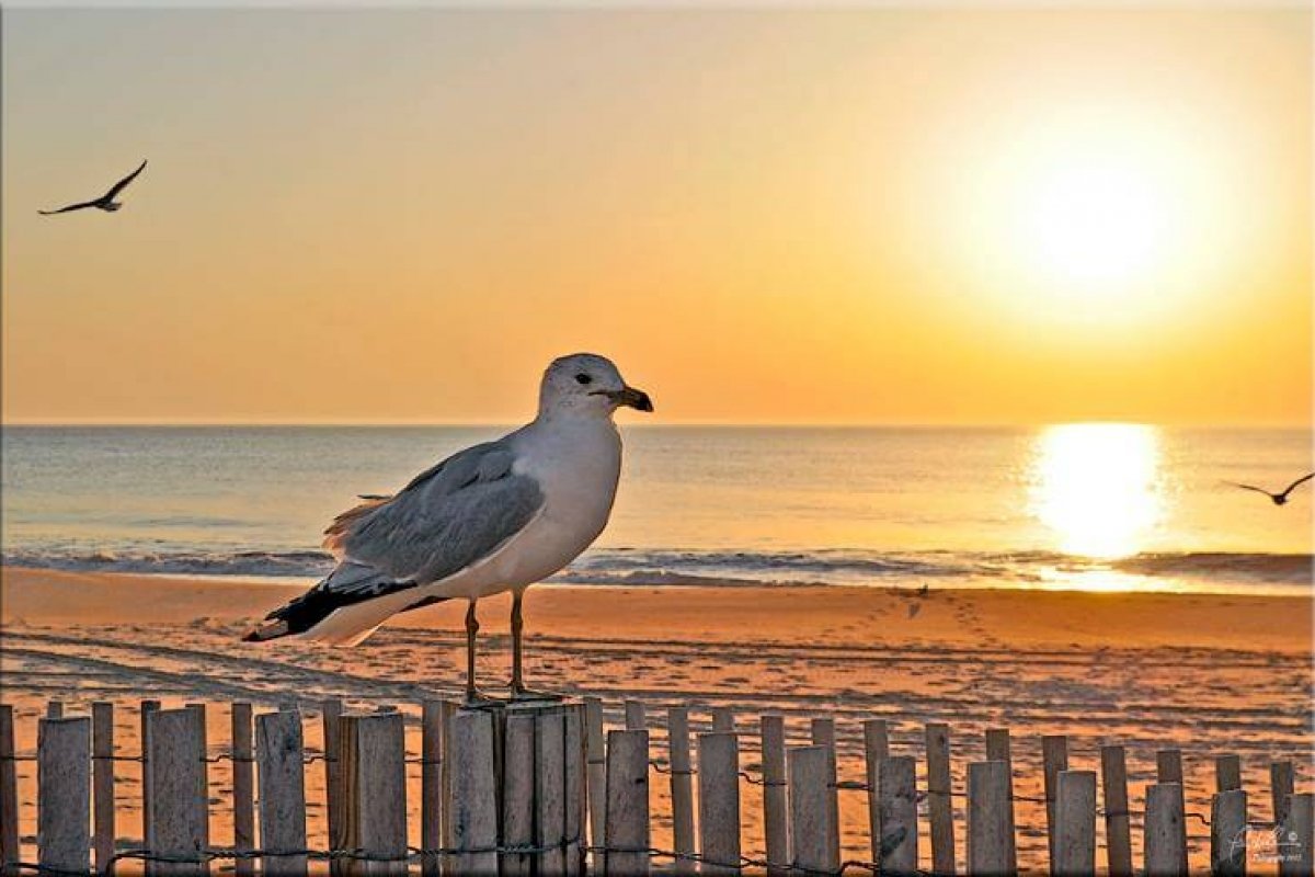 a seagull sitting on top of a wooden fence next to the ocean